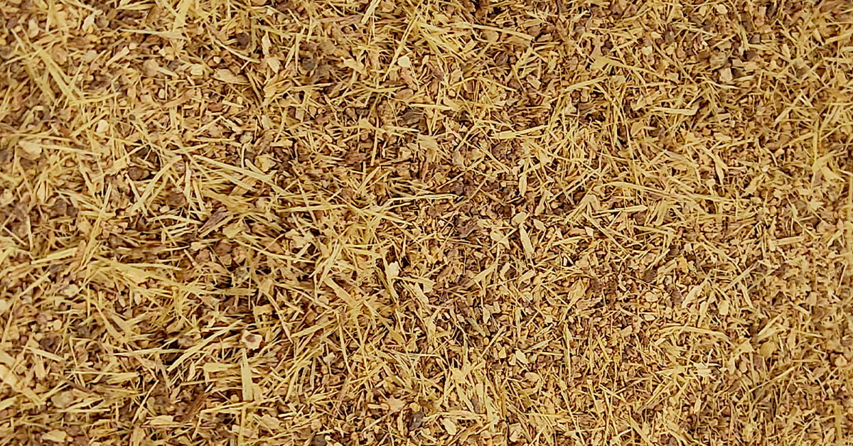 Organic Trachyspermum Ammi (Ajwain) Seeds Powder