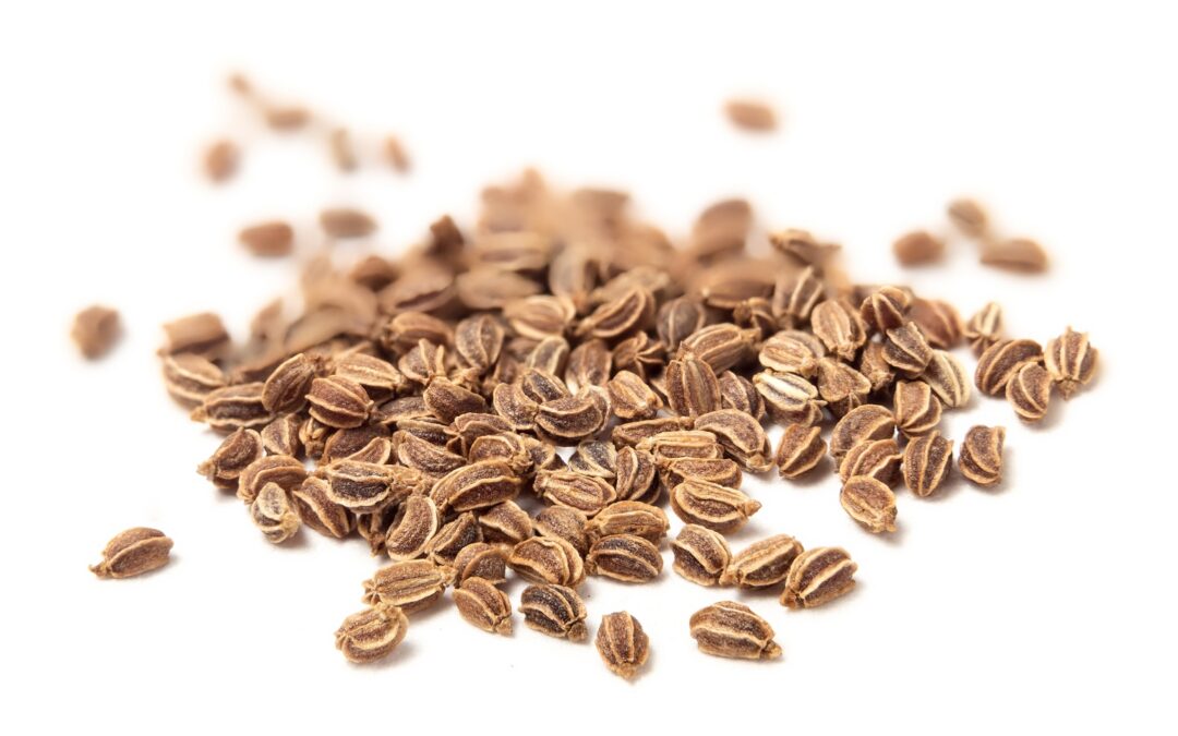Organic Apium graveolens (Celery) Seeds
