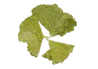 Organic Centella asiatica (Gotu Kola) Leaves