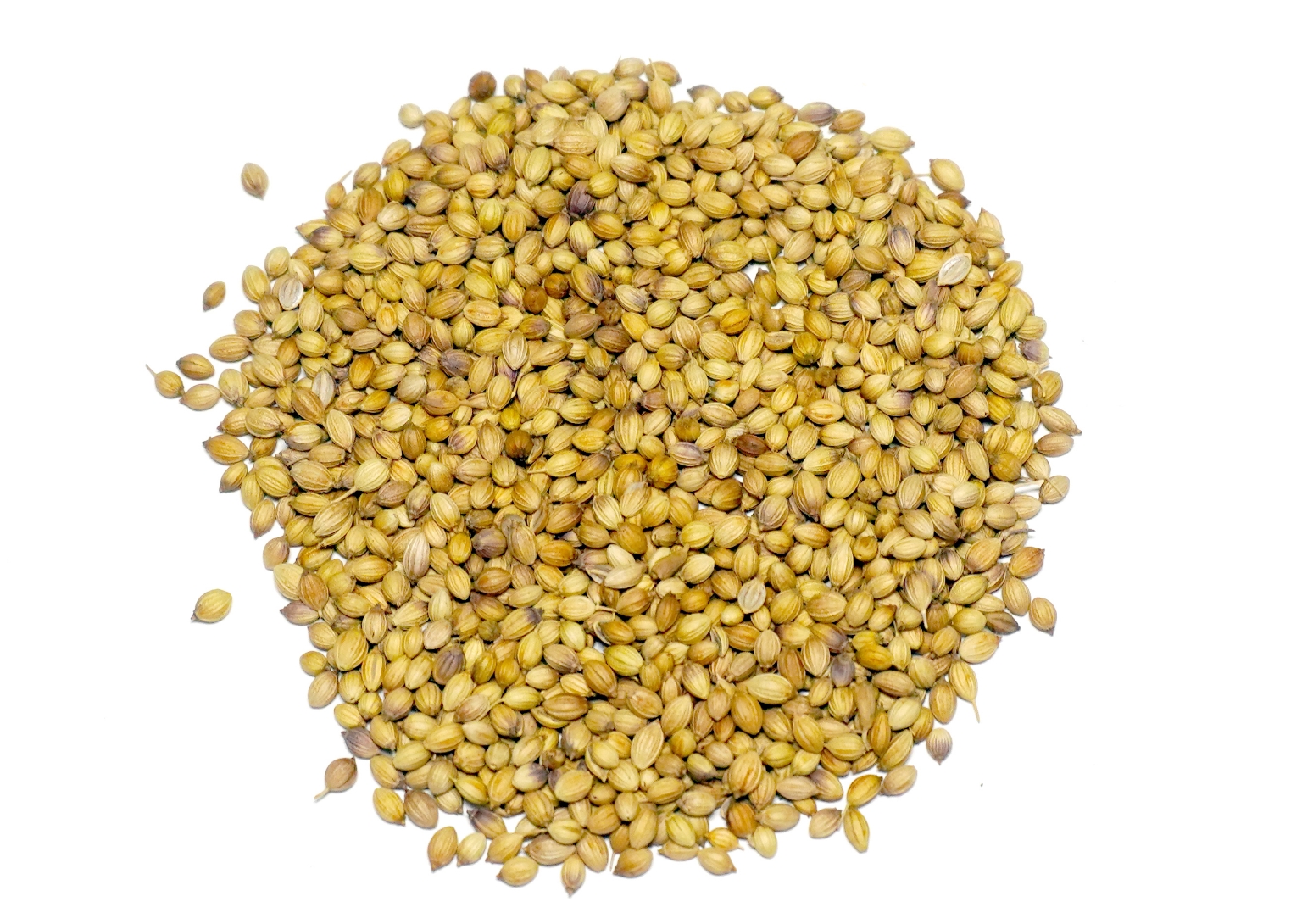 Organic Trachyspermum Ammi (Ajwain) Seeds Powder