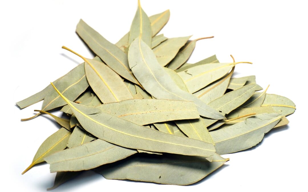 Organic Eucalyptus globulus (Eucalyptus) Leaves