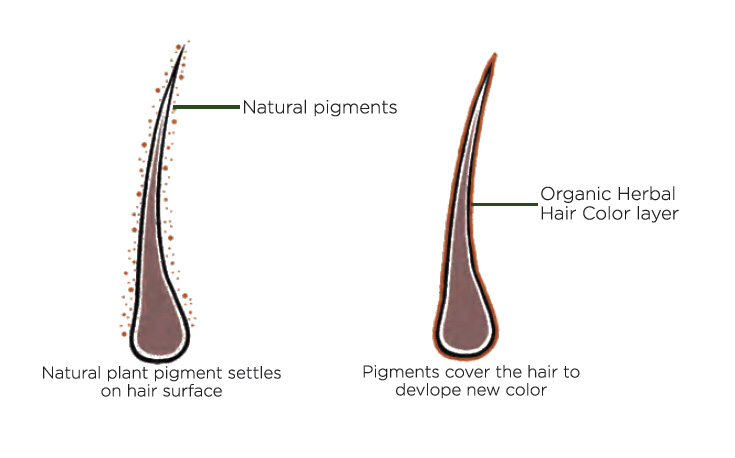 Hair Strands