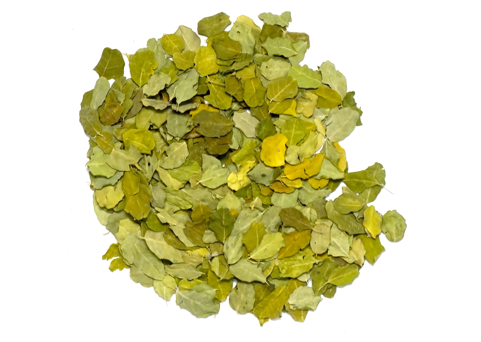 Organic Trachyspermum Ammi (Ajwain) Seeds Powder