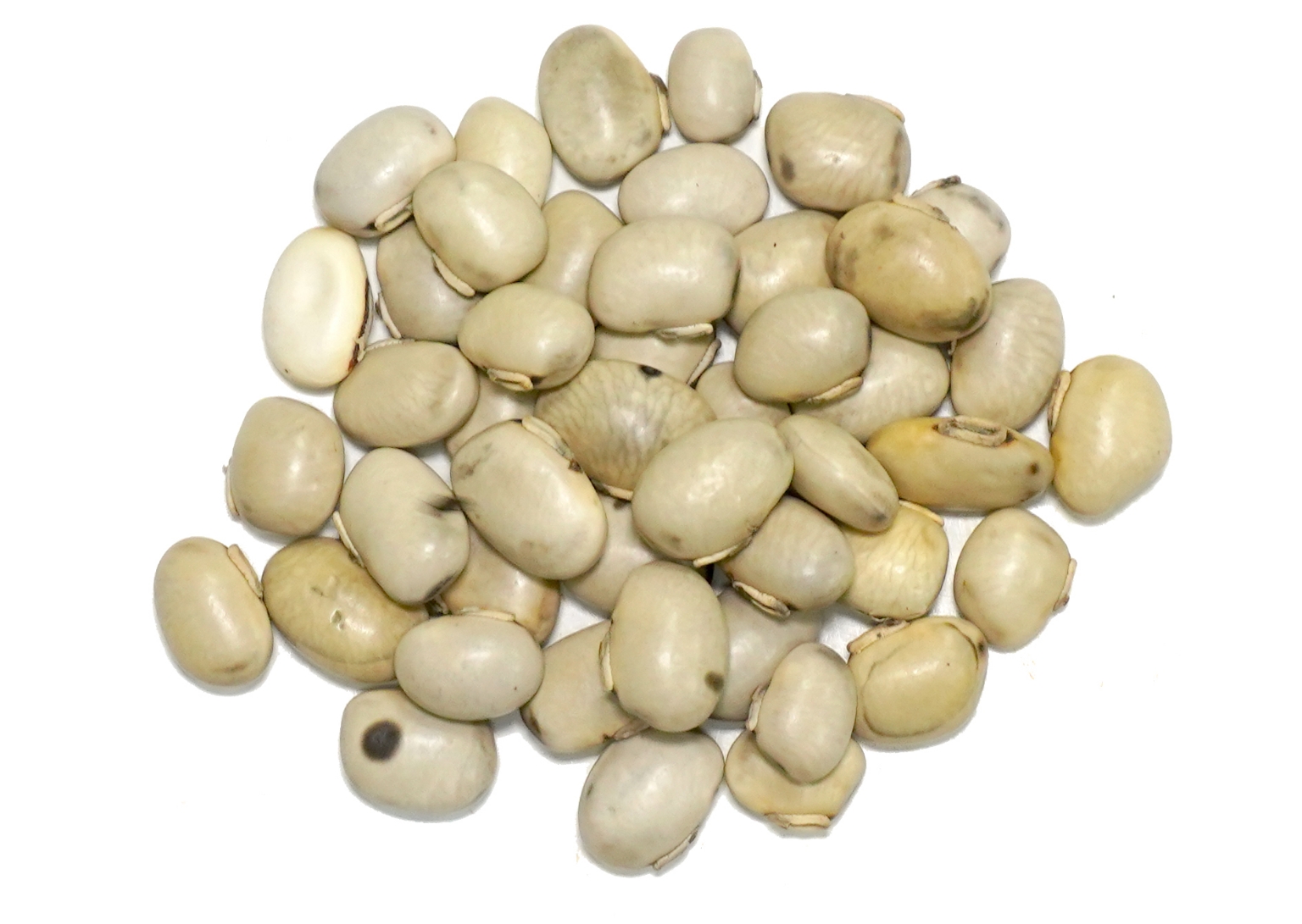Organic Trachyspermum Ammi (Ajwain) Seeds Powder