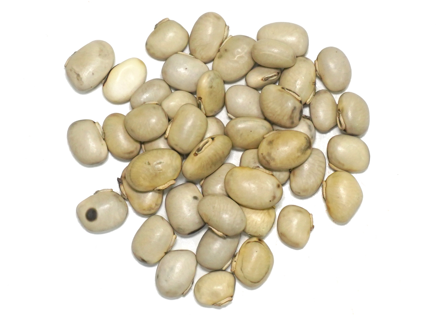 Organic Trachyspermum Ammi (Ajwain) Seeds Powder
