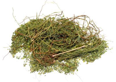 Organic Phyllanthus niruri (Bhui Amla) Whole Plant