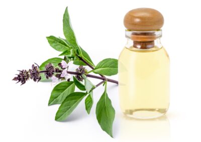 Organic Ocimum gratissimum (Van Tulsi) Seeds – Sabja Seeds