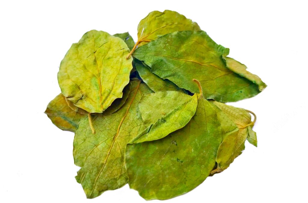 Organic Gymnema sylvestre (Gudmar) Leaves
