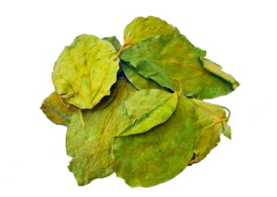 Organic Gymnema sylvestre (Gudmar) Leaves