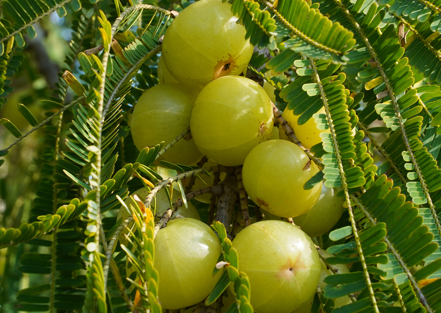 Amla in english name online shop brunofuga adv br