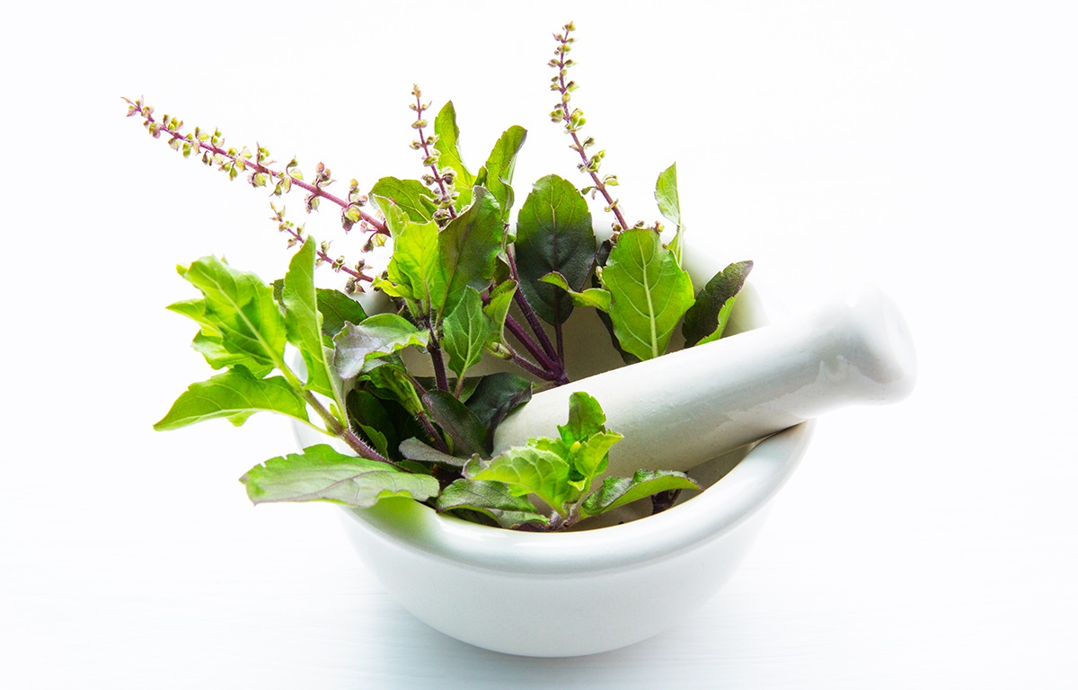 Tulsi in qyurveda