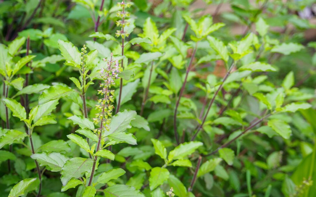 Tulsi : The Versatile Herbal Ingredient for Ayurvedic and Cosmetic Products
