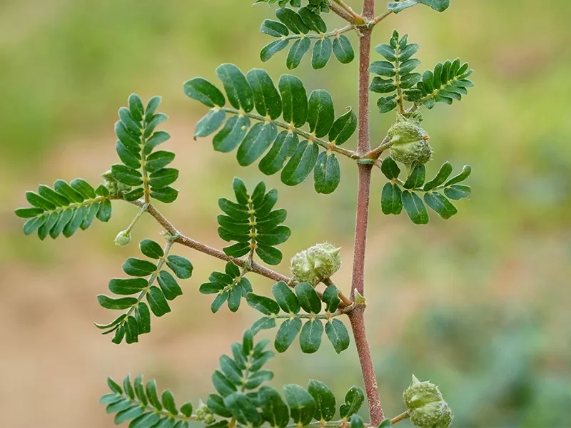 Benefits of Gokharu Tribulus Terrestris (1)