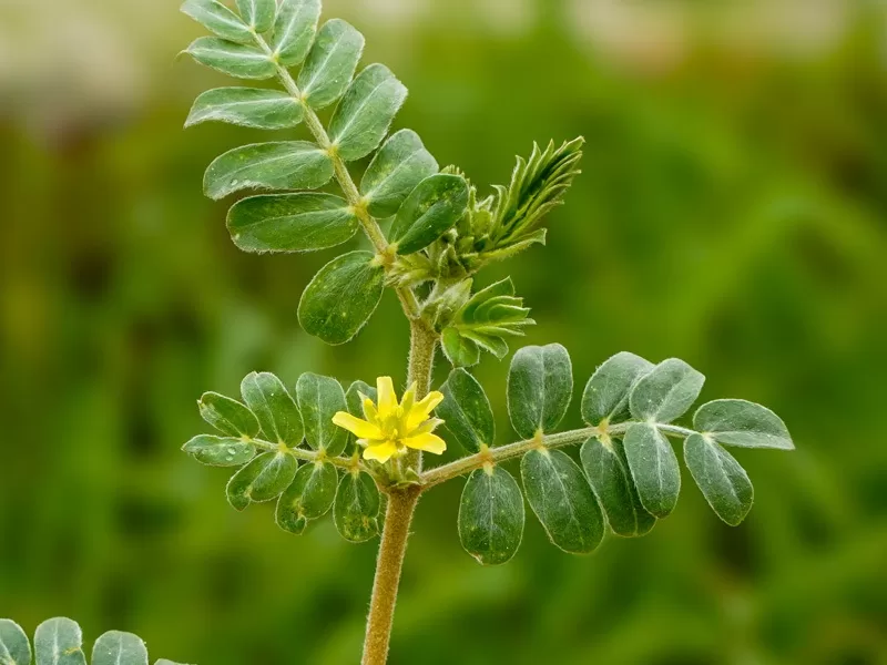 Benefits of Gokharu Tribulus Terrestris (2)