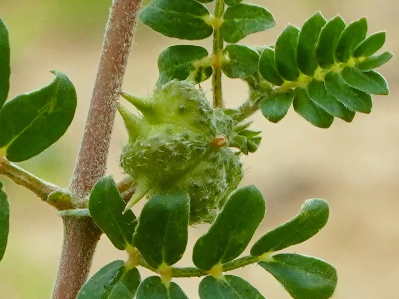 Benefits of Gokharu Tribulus Terrestris (4)