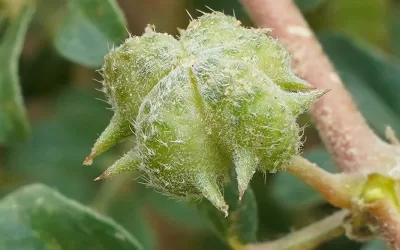 Unlocking the Benefits of Gokharu: Nature’s Miracle Herb