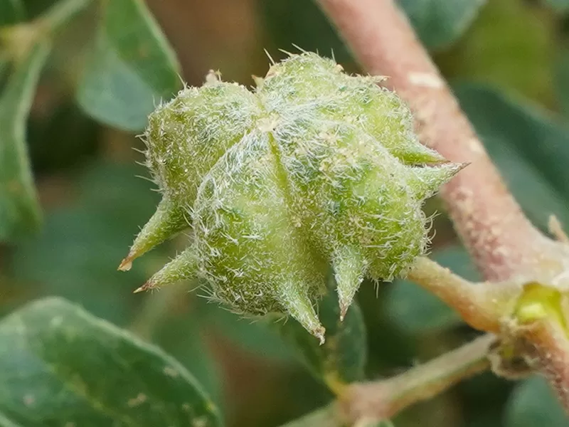 Unlocking the Benefits of Gokharu: Nature’s Miracle Herb