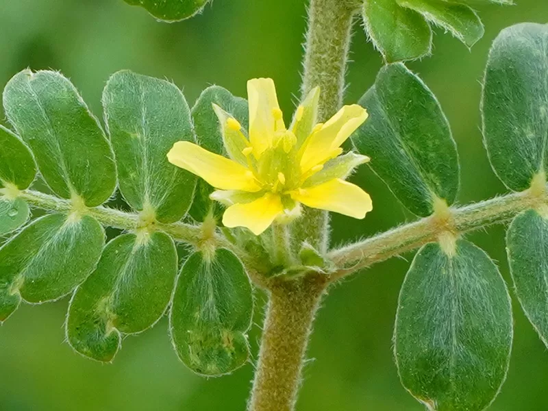 Benefits of Gokharu Tribulus Terrestris (8)
