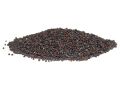 Brassica nigra (Mustard) Seeds (6)