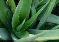 Aloe Vera (5)