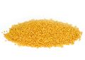 Brassica alba (Yellow Mustard) Seeds (7)