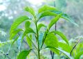 Adusa Leaves (3)