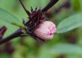 Hibiscus (2)