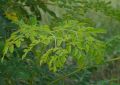Moringa (3)