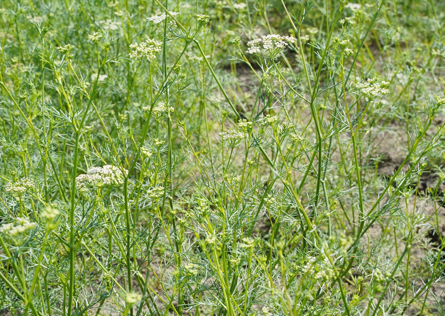 Trachyspermum Ammi (Ajwain) Seeds