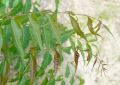 Organic Neem Azadirachta Indica (4)