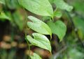 Tinospora Cordifolia (Guduchi) Stem (3)
