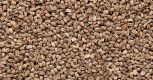Apium graveolens (Celery) FI Seeds Whole