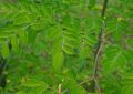 Moringa (2)
