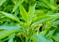 Adusa Leaves (1)
