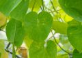 Tinospora Cordifolia (Guduchi) Stem (5)