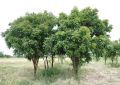 Organic Neem Azadirachta Indica (7)