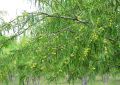 Amla (3)