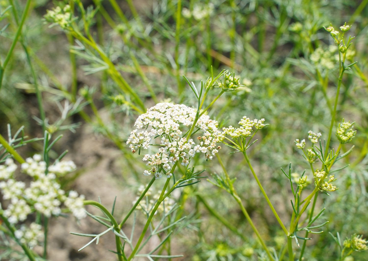 Trachyspermum Ammi (Ajwain) Seeds