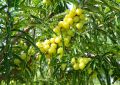 Amla (4)