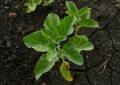 Ashwagandha (1)