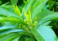 Adusa Leaves (2)