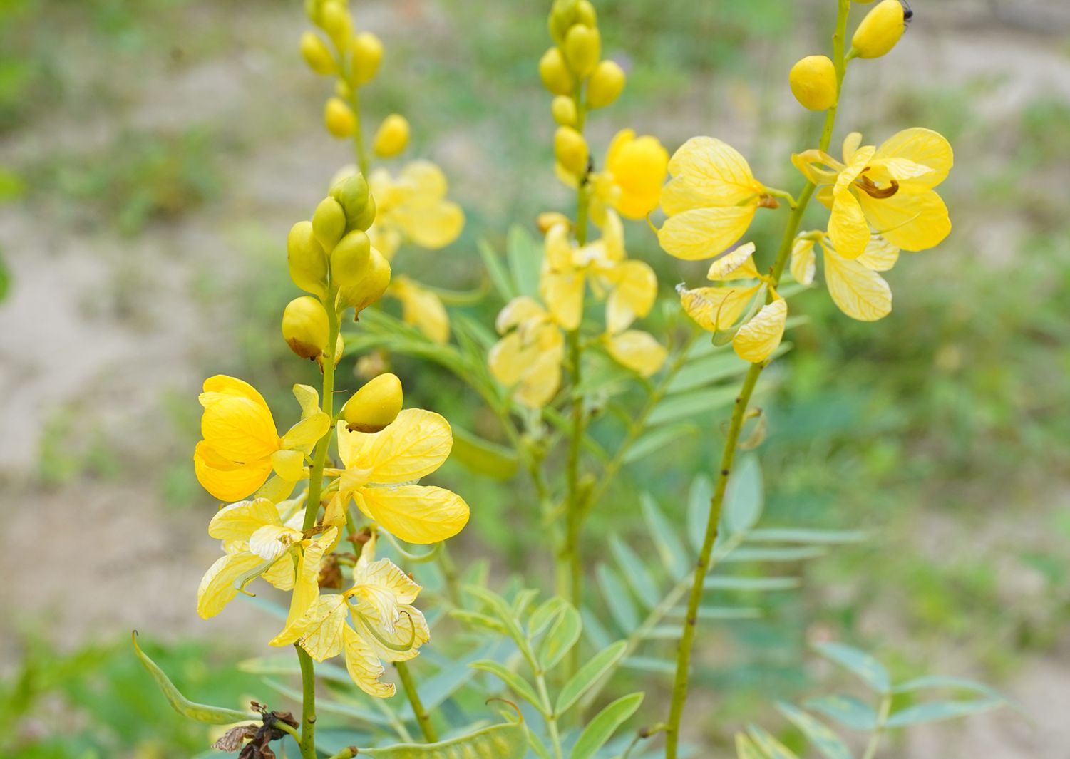 Thé de Séné, Cassia angustifolia