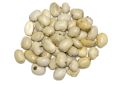 Mucuna prurita (Kounch) Seeds (1)