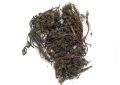 Eclipta alba (Bhringraj) Whole Plant (1)