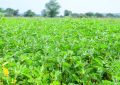 Ashwagandha (5)