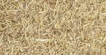 Boerhaavia diffusa (Punarnava) FI Roots T-Cut
