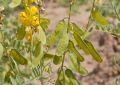 Cassia Angustifolia (Senna) Leaves (7)