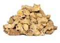 Cichorium intybus (Chicory) Roots (2)