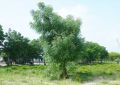 Organic Neem Azadirachta Indica (1)