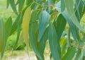 Eucalyptus (4)